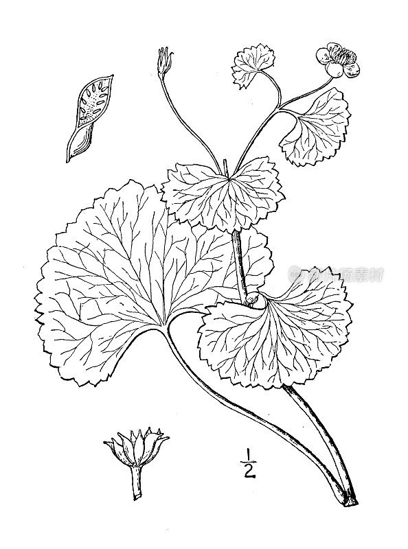 古植物学植物插图:Caltha flabellifolia, Mountain Marsh万寿菊